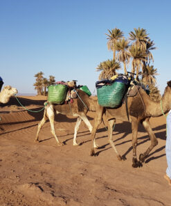 Trip 7 Days in Desert Morocco with camels