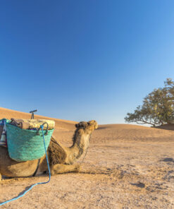 Trek two Days Desert Mhamid