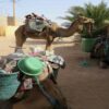 Camels Trek 5 Days from Zagora