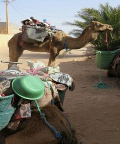 Camels Trek 5 Days from Zagora